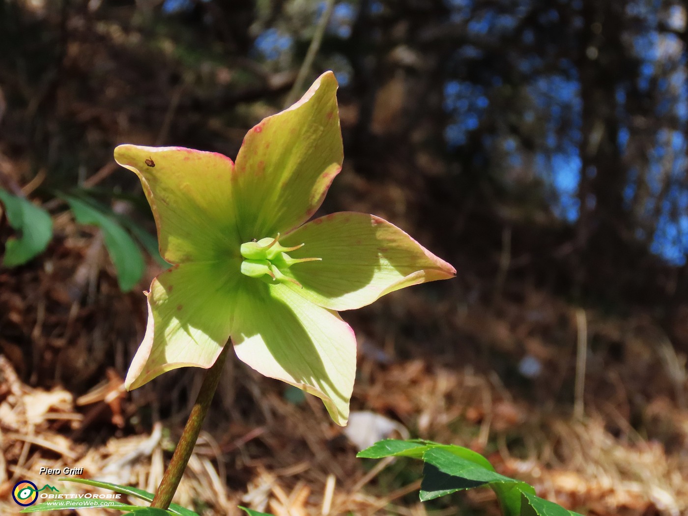 40 Helleborus niger - Elleboro ormai in fruttescenza.JPG